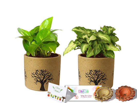 Rolling Nature Diwali Gift Combo of Good Luck Air Purifying Live Money Plant and Green Syngonium in Brown Barrel Aroez Ceramic Pot