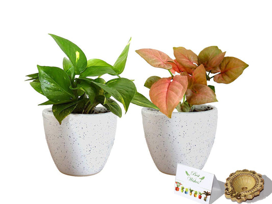 Rolling Nature Diwali Gift Combo of Good Luck Air Purifying  Money Plant and Syngonium Pink Plant in White Round Dew Ceramic Pot