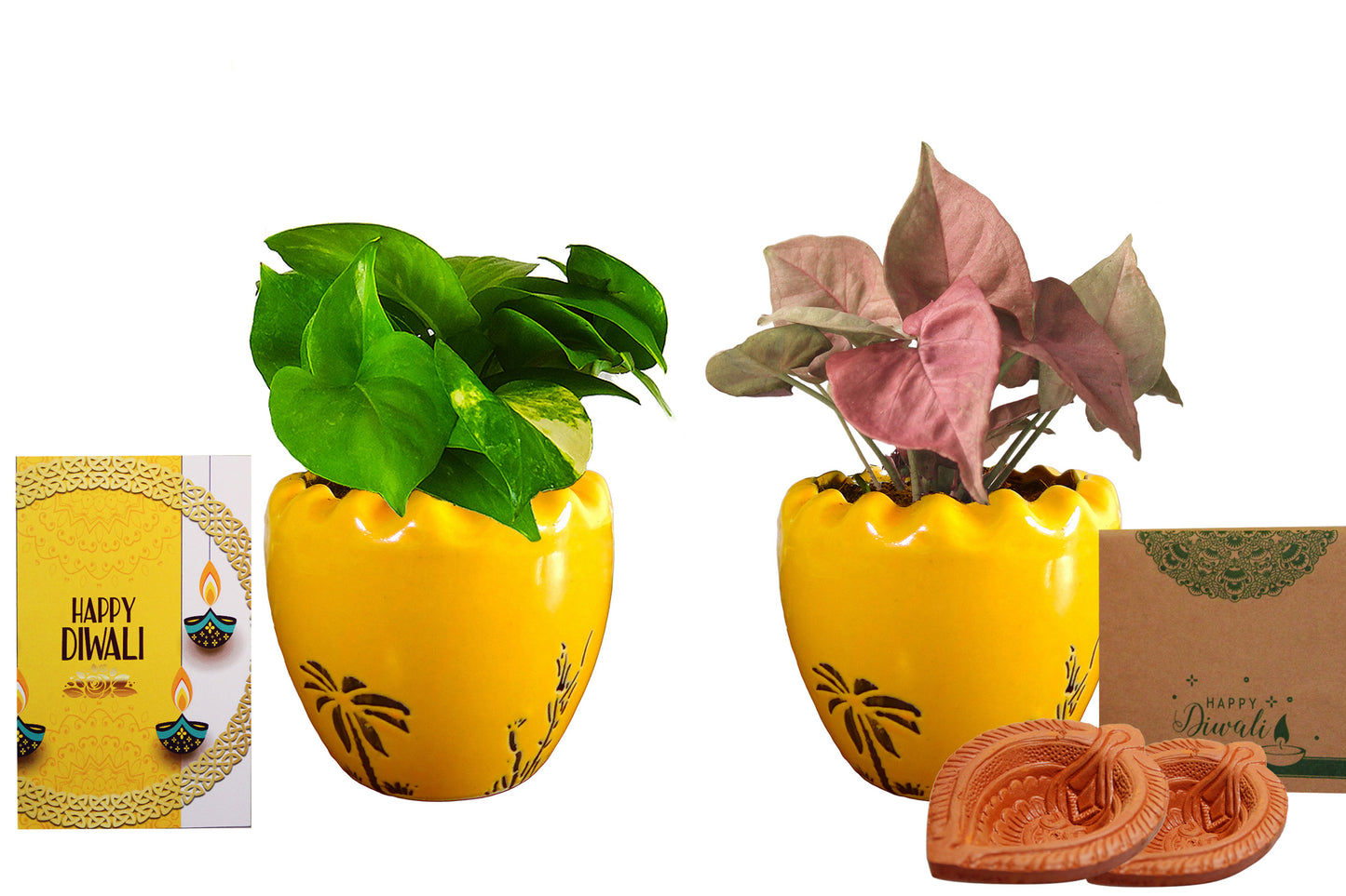 Rolling Nature Diwali Gift Combo of Good Luck Air Purifying Live Money Plant and Pink Syngonium in Yellow Ruffel Aroez Ceramic Pot