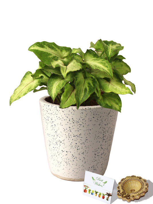 Rolling Nature Diwali Gift Combo of Good Luck Air Purifying Live Green Syngonium Plant in White Bucket Dew Ceramic Pot