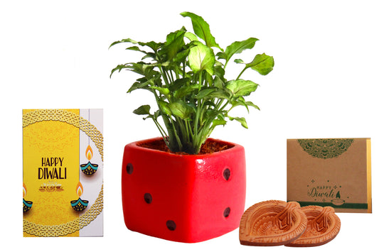 Rolling Nature Diwali Gift Combo of Good Luck Air Purifying Green Syngonium Plant in Red Dice Ceramic Pot
