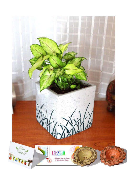 Rolling Nature Diwali Gift Combo of Good Luck Green Syngonium in White Cube Aroez Ceramic Pot
