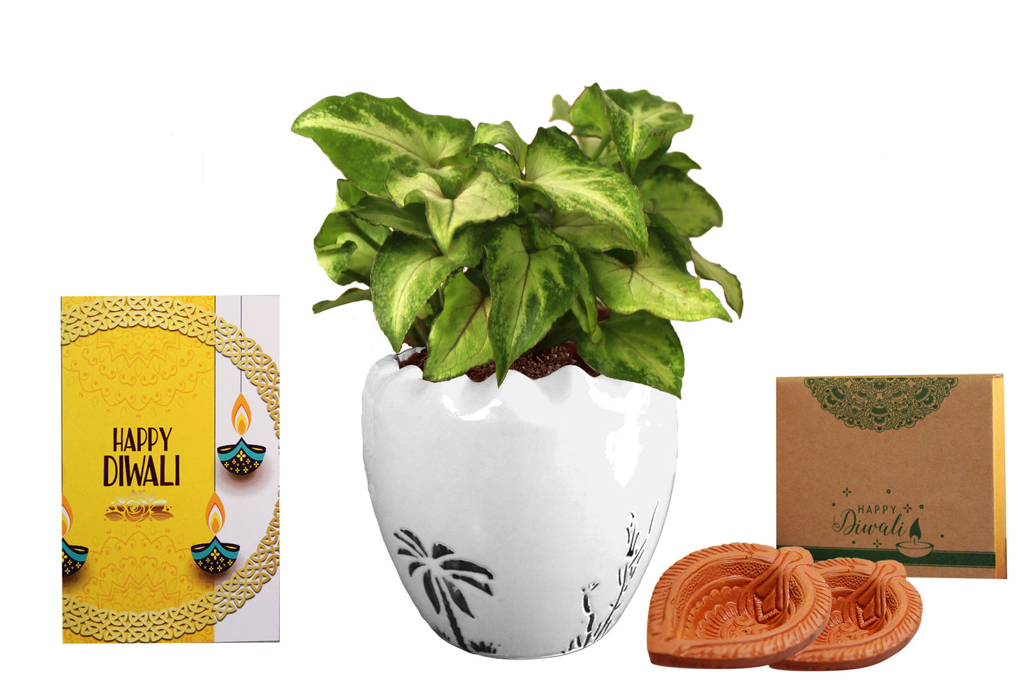 Rolling Nature Diwali Gift Combo of Good Luck Air Purifying  Green Syngonium Plant in White Ruffel Aroez Ceramic Pot 