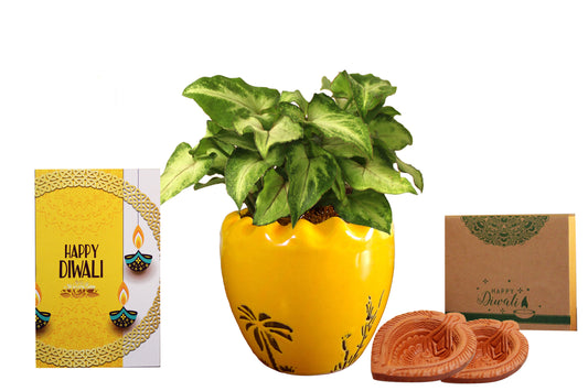 Rolling Nature Diwali Gift Combo of Good Luck Air Purifying Live Green Syngonium Plant in Yellow Ruffel Aroez Ceramic Pot