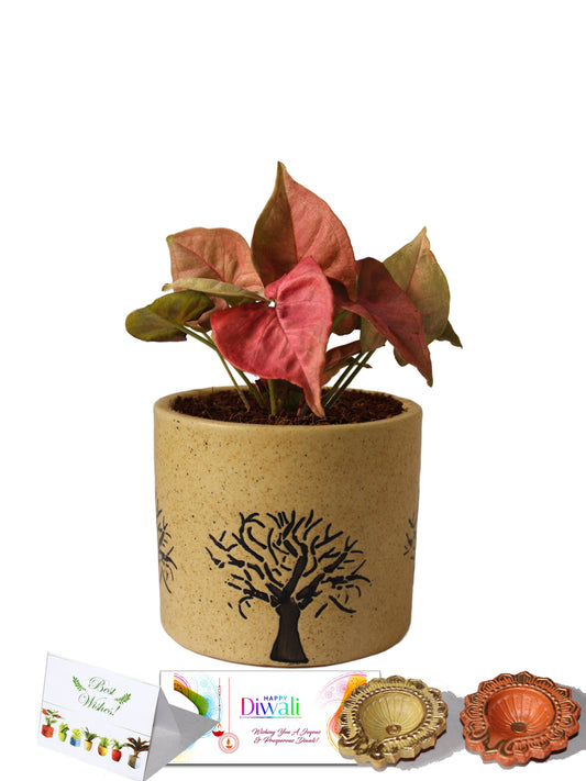 Rolling Nature Diwali Gift Combo of Good Luck Pink Syngonium Plant in Brown Barrel Aroez Ceramic Pot