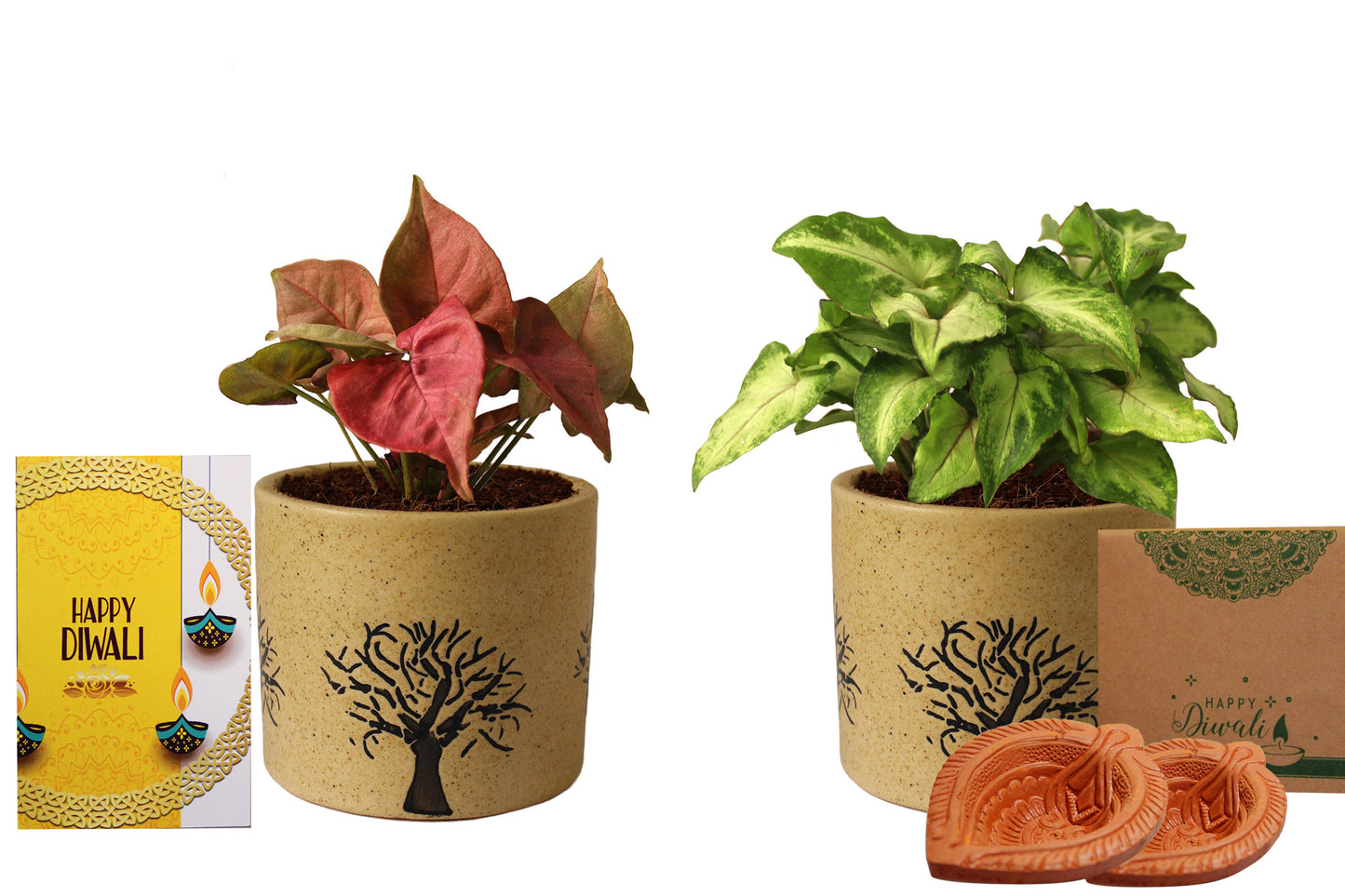 Rolling Nature Diwali Gift Combo of Good Luck Air Purifying Live Pink Syngonium and Green Syngonium Plant in Brown Barrel Aroez Ceramic Pot