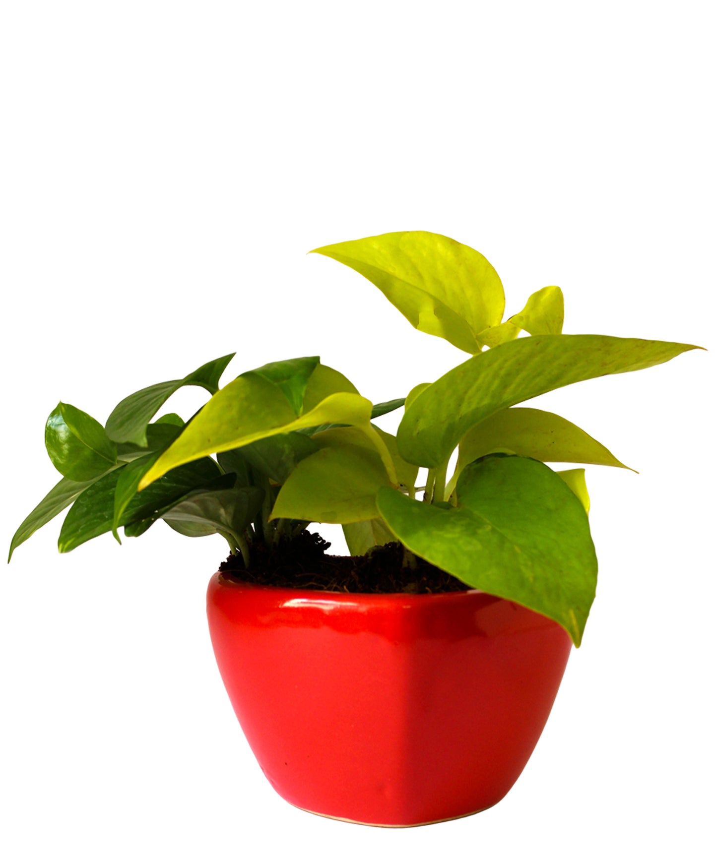Good Luck Air Purifying Money Plants Duet in Red Heart Ceramic Pot
