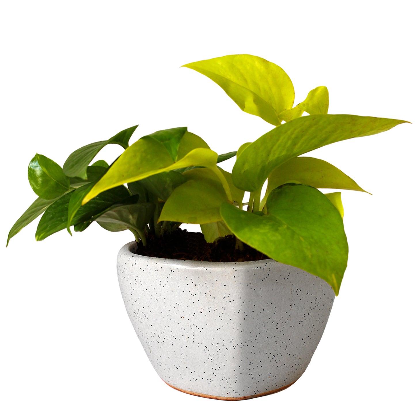 Good Luck Air Purifying Money Plants Duet in White Heart Ceramic Pot