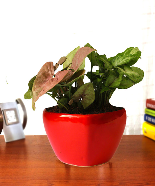Good Luck Air Purifying Syngonium Plants Duet in Red Heart Ceramic Pot
