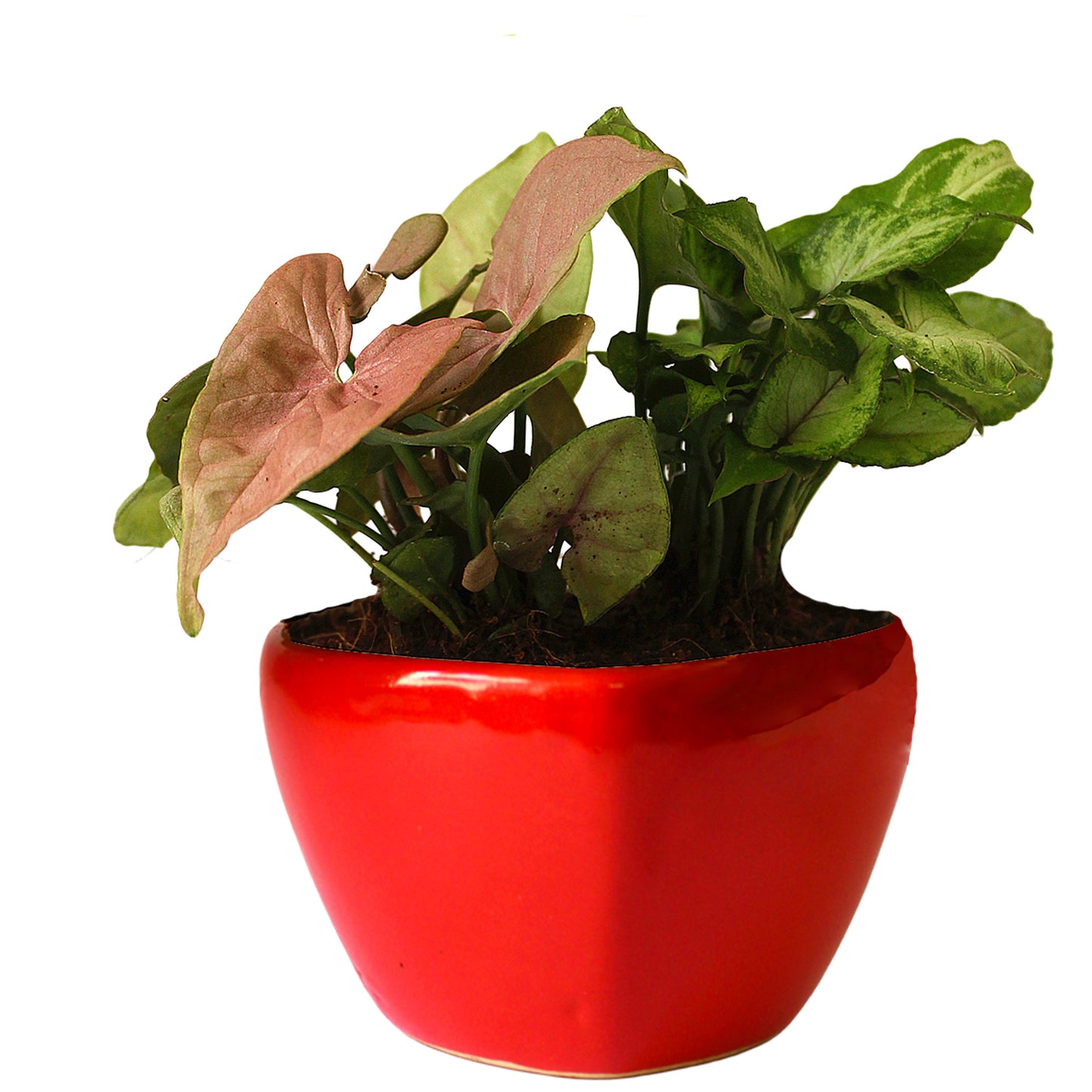 Good Luck Air Purifying Syngonium Plants Duet in Red Heart Ceramic Pot