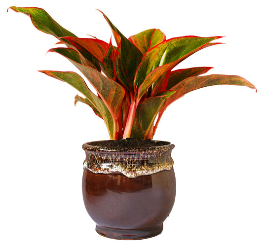 Rolling Nature  Good Luck Air Purifying Red Aglaonema Siam Aurora Chinese Evergreen Plant In Brown Drip Glazed Pitcher Ceramic Pot