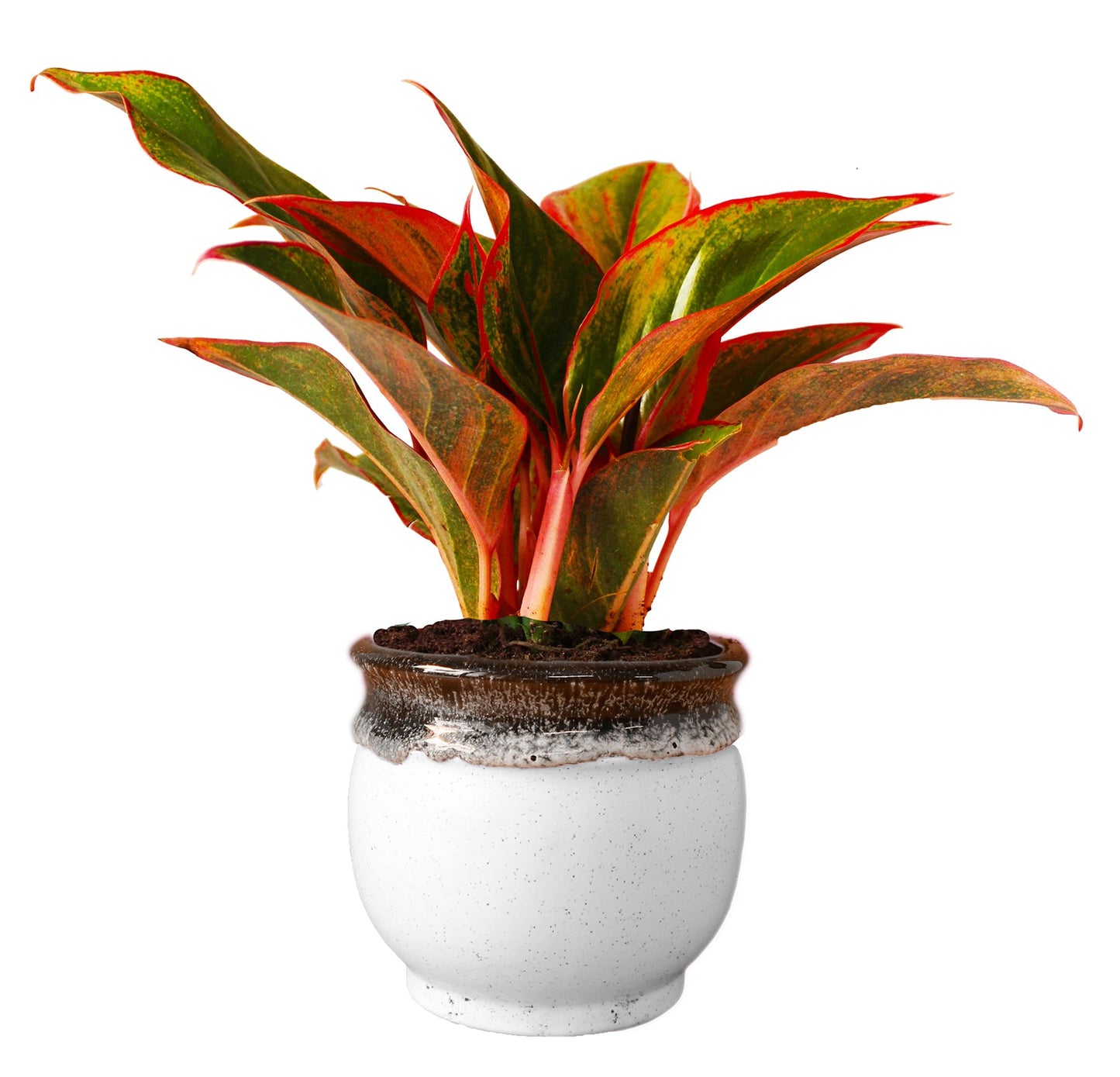 Rolling Nature  Good Luck Air Purifying Red Aglaonema Siam Aurora Chinese Evergreen Plant In White Drip Glazed Pitcher Ceramic Pot