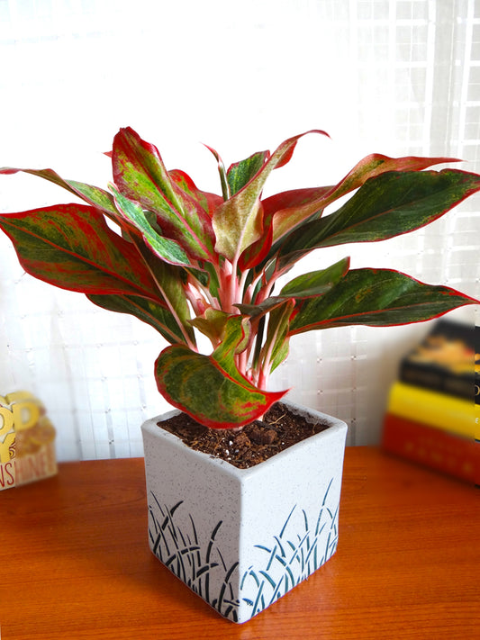 Red Aglaonema Siam Aurora Chinese Evergreen Plant in White Cube Aroez Ceramic Pot