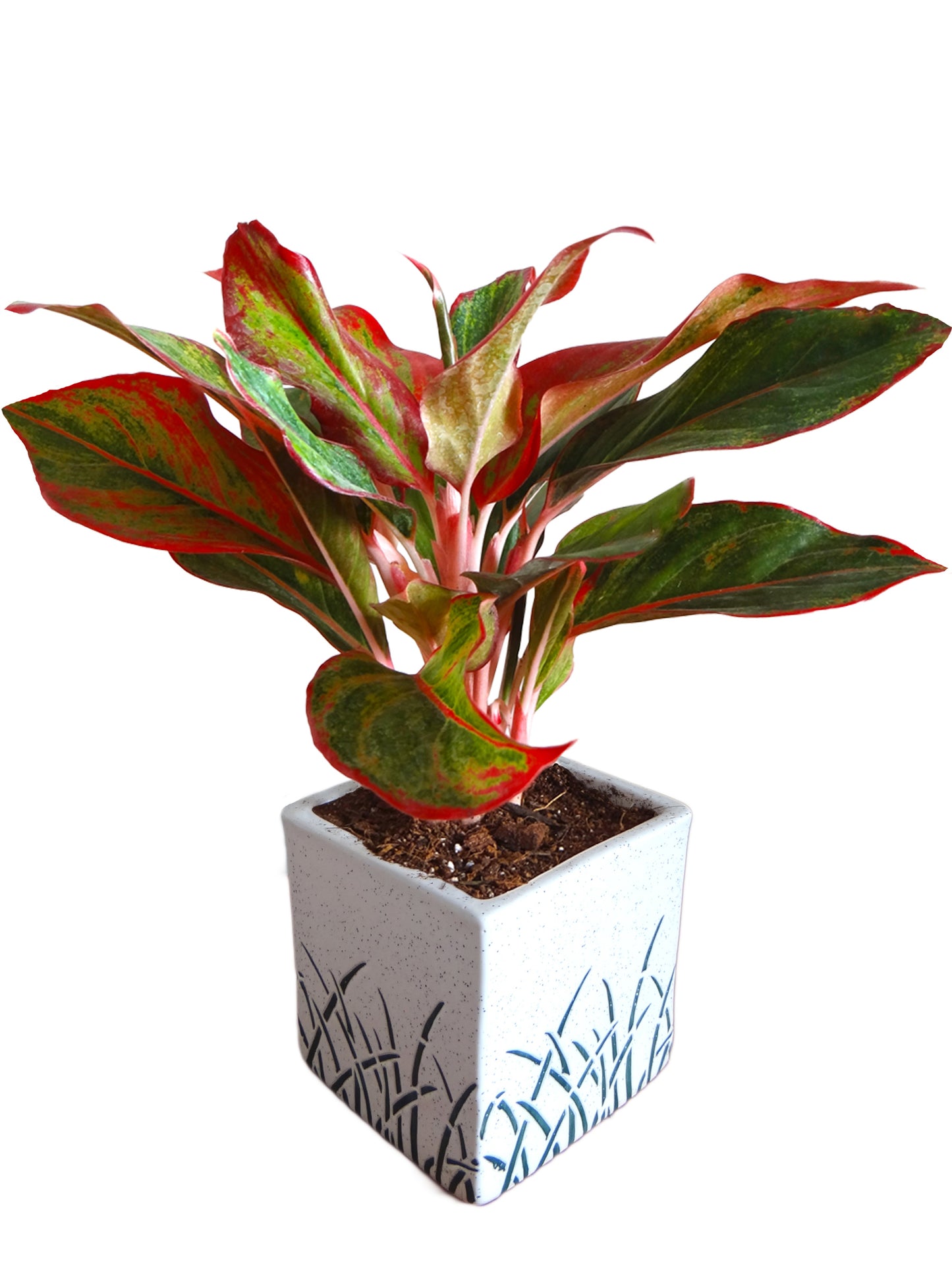 Red Aglaonema Siam Aurora Chinese Evergreen Plant in White Cube Aroez Ceramic Pot