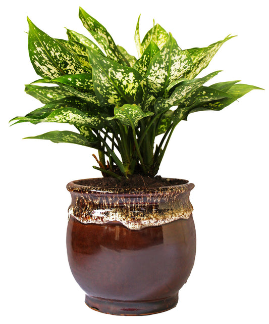 Rolling Nature  Good Luck Air Purifying Green Aglaonema Snow White Chinese Evergreen Plant in Brown Drip Glazed Pitcher Ceramic Pot