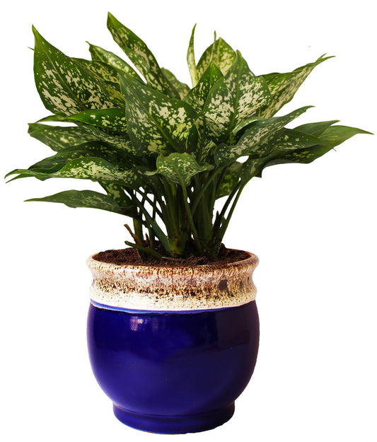 Rolling Nature  Good Luck Air Purifying Green Aglaonema Snow White Chinese Evergreen Plant in Blue Drip Glazed Pitcher Ceramic Pot