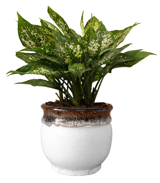 Rolling Nature  Good Luck Air Purifying Green Aglaonema Snow White Chinese Evergreen Plant in White Drip Glazed Pitcher Ceramic Pot