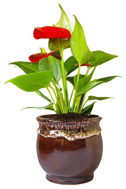 Rolling Nature Exotic Anthurium Red Plant in Brown Drip Glazed Pitcher Ceramic Pot