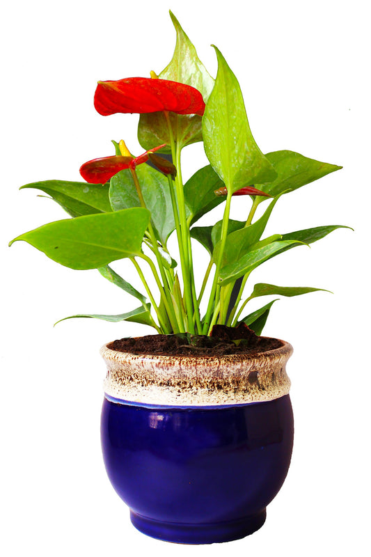 Rolling Nature  Good Luck Air Purifying Exotic Anthurium Red Plant in Blue Drip Glazed Pitcher Ceramic Pot