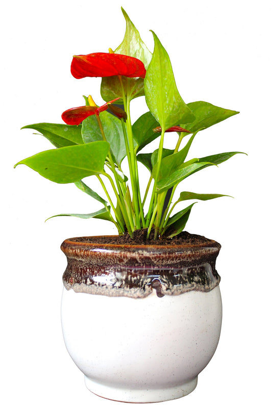 Rolling Nature  Good Luck Air Purifying Exotic Anthurium Red Plant in White Drip Glazed Pitcher Ceramic Pot