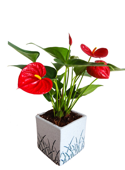 Air Purifying Red Anthurium Plant in White Cube Aroez Ceramic Pot