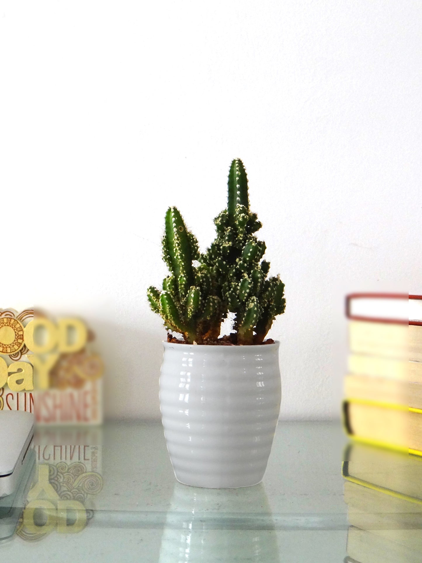 Cereus Fairy Castle Cactus Plant in White Ceramic Pot