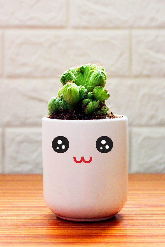 Cactus Plants in ceramic pots