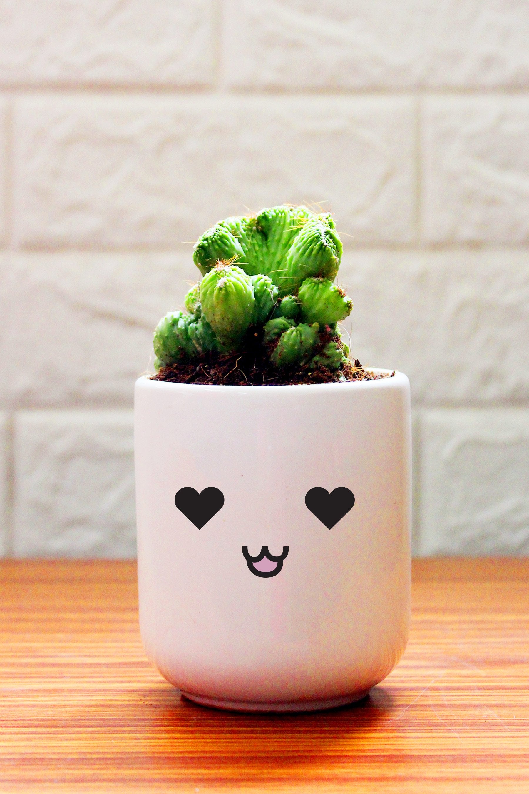 Cactus Plants in ceramic pots