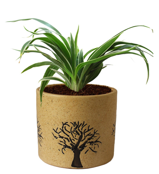 Rolling Nature Air Purifying Live Spider Plant in Brown Barrel Aroez Ceramic Pot