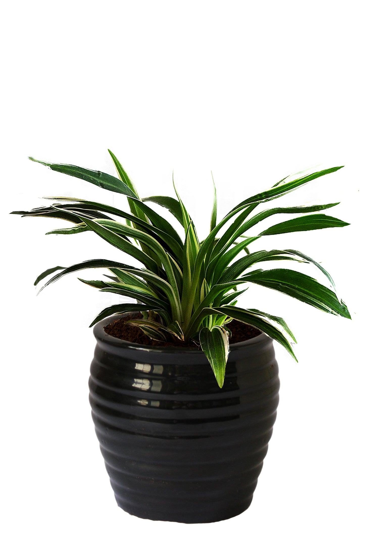 Rolling Nature Air Purifying Spider Plant in Black Ceramic Pot