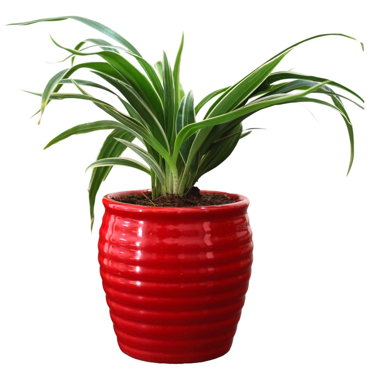 Rolling Nature Air Purifying Live Spider Plant in Red Ceramic Pot