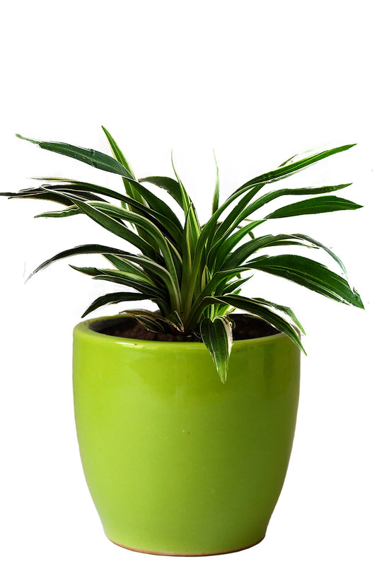 Rolling Nature Air Purifying Spider Plant in Green Pear Ceramic Pot