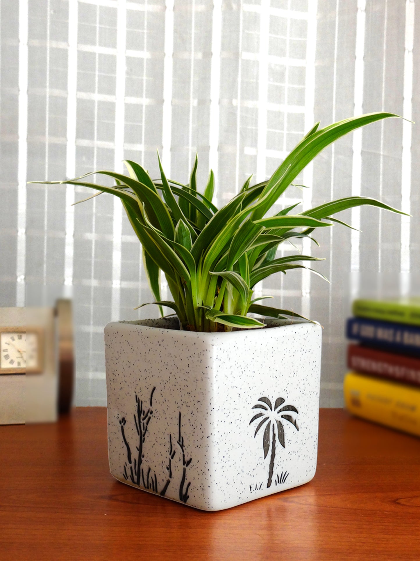 Air Purifying Spider Plant in White Square Aroez Ceramic Pot