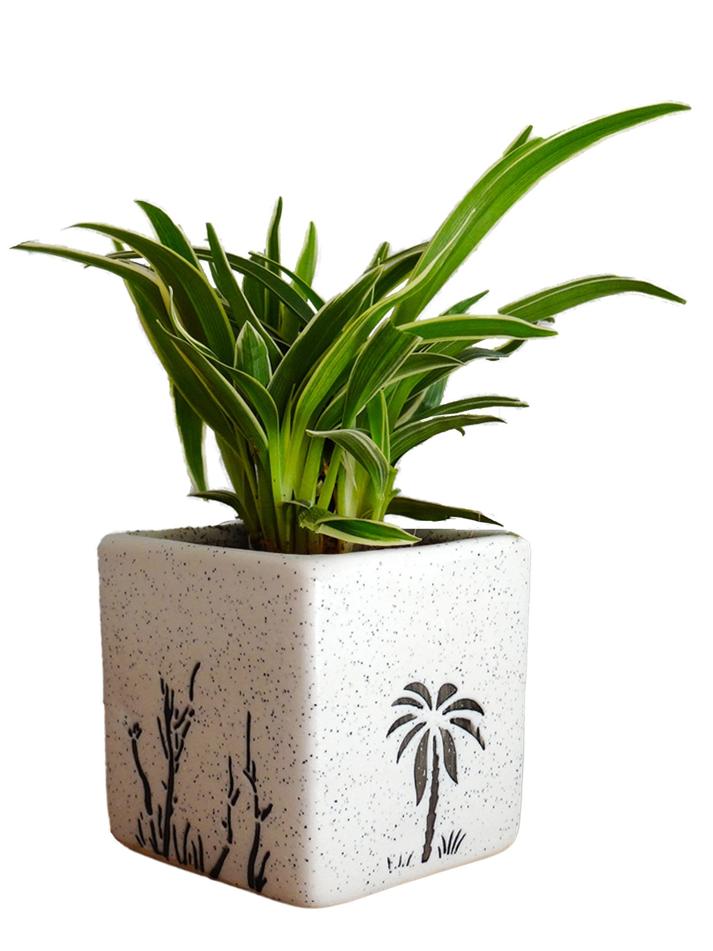 Air Purifying Spider Plant in White Square Aroez Ceramic Pot