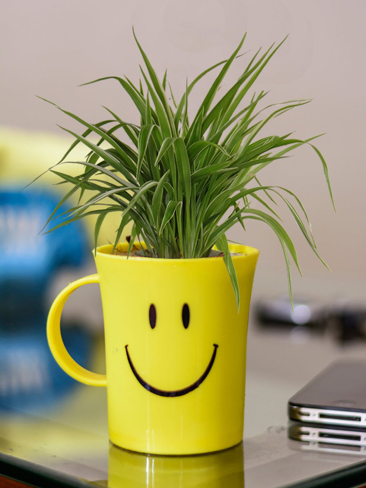 Air Purifying Spider Plant in Smiley Cup