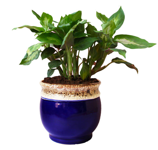 Rolling Nature  Dieffenbachia Camilla Plant in White Drip Glazed Pitcher Ceramic Pot