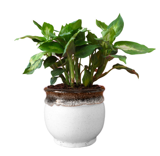 Rolling Nature  Dieffenbachia Camilla Plant in Blue Drip Glazed Pitcher Ceramic Pot