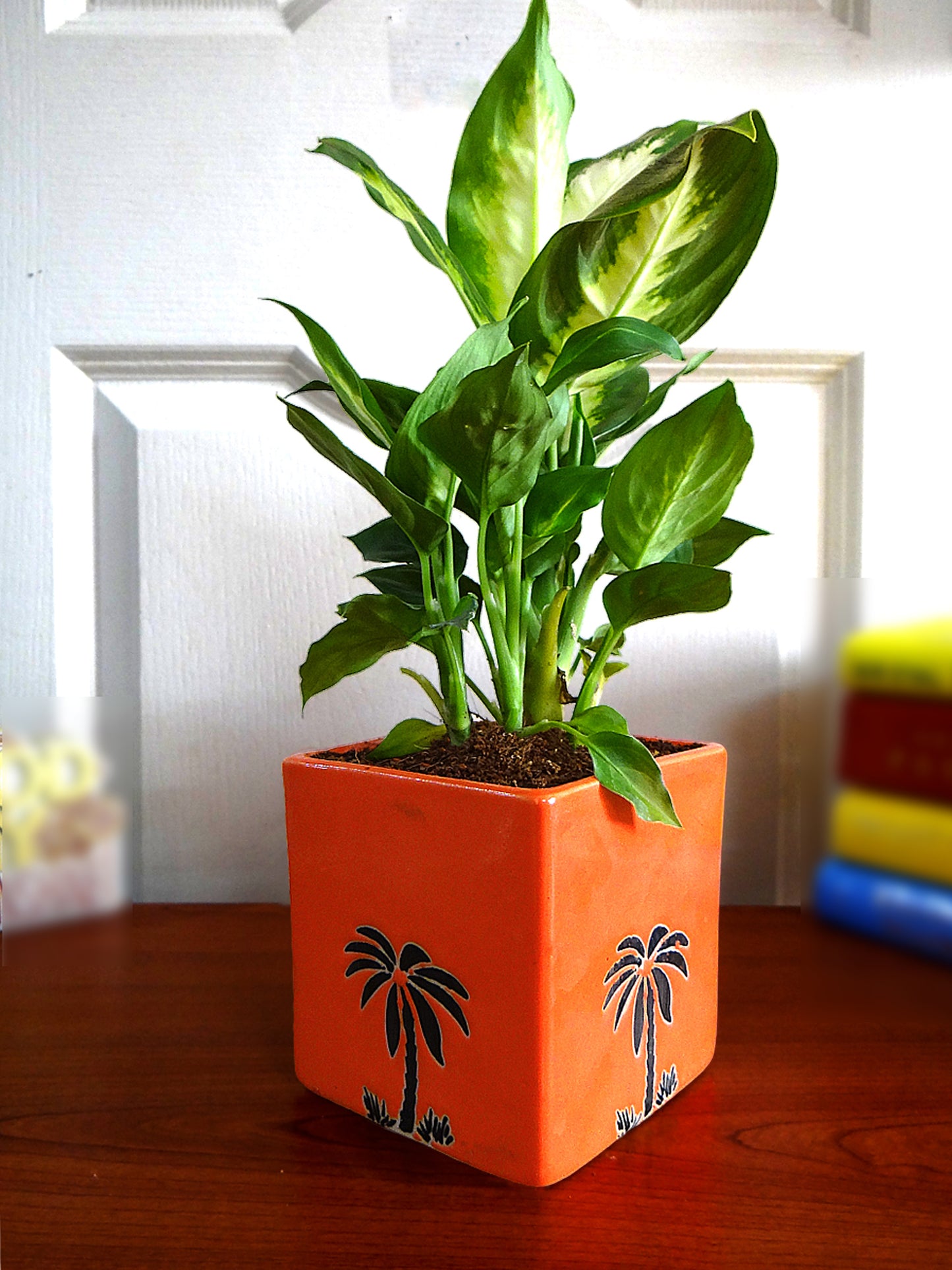 Dieffenbachia Camilla Plant in Orange Cube Aroez Ceramic Pot
