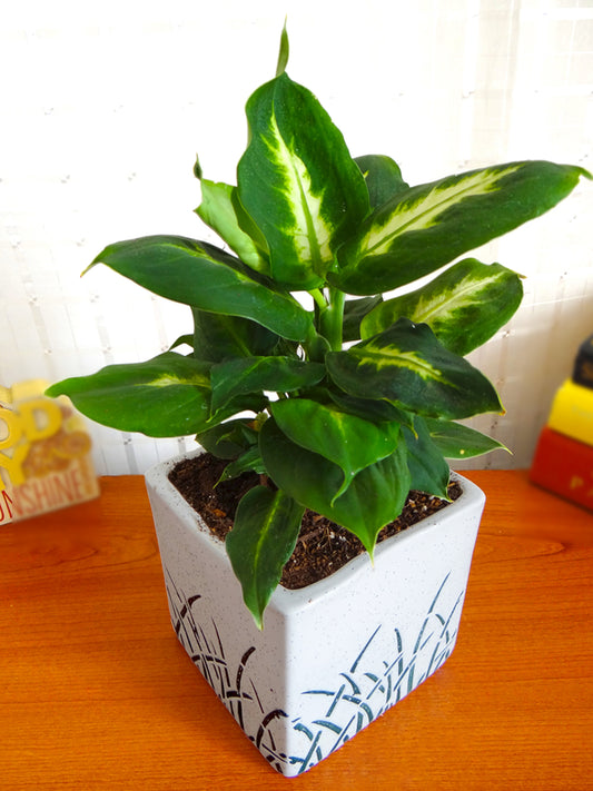 Dieffenbachia Camilla Plant in White Cube Aroez Ceramic Pot
