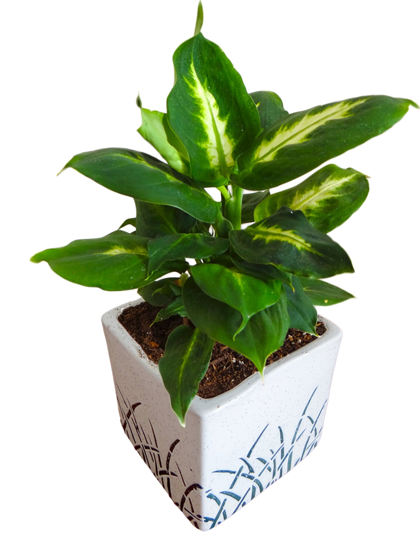 Dieffenbachia Camilla Plant in White Cube Aroez Ceramic Pot