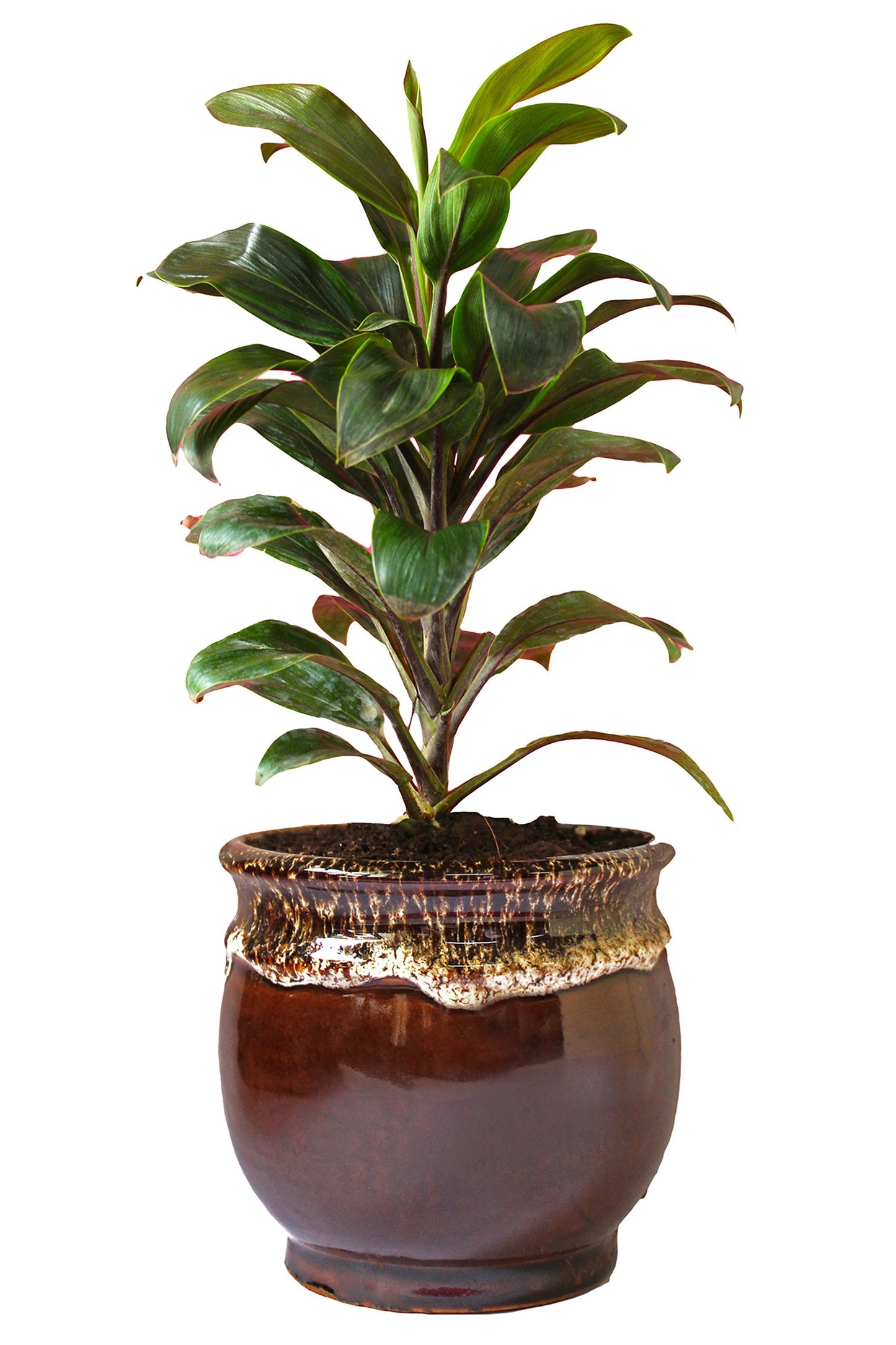 Rolling Nature Air Purifying Dracena Compacta Plant in Brown Drip Glazed Pitcher Ceramic Pot