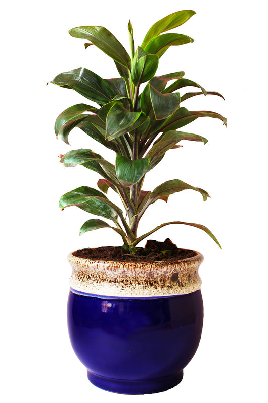 Rolling Nature Air Purifying Dracena Compacta Plant in White Drip Glazed Pitcher Ceramic Pot