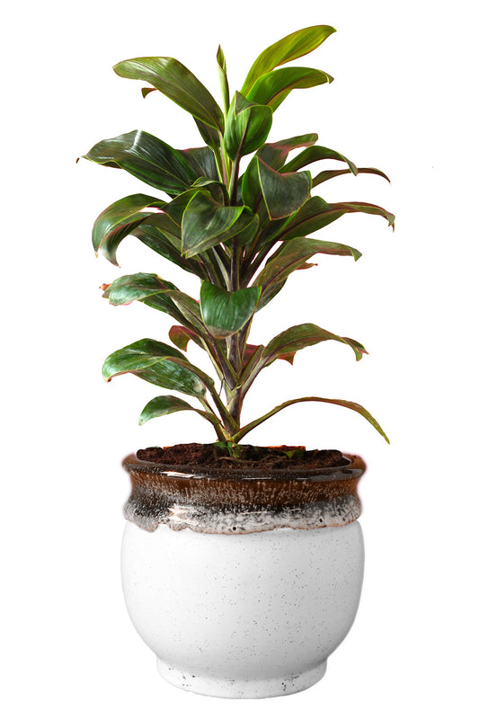 Rolling Nature Air Purifying Dracena Compacta Plant in Blue Drip Glazed Pitcher Ceramic Pot