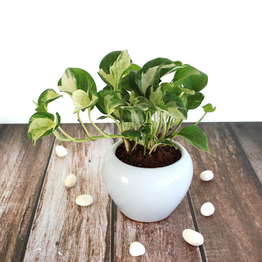Rolling Nature Live Indoor Plant Njoy Money Plant in White Apple Glacier Ceramic Pot