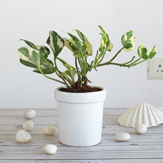 Rolling Nature Air Purifying Good Luck Njoy Money Plant Indoor Plant in White Jar Glacier Ceramic Pot