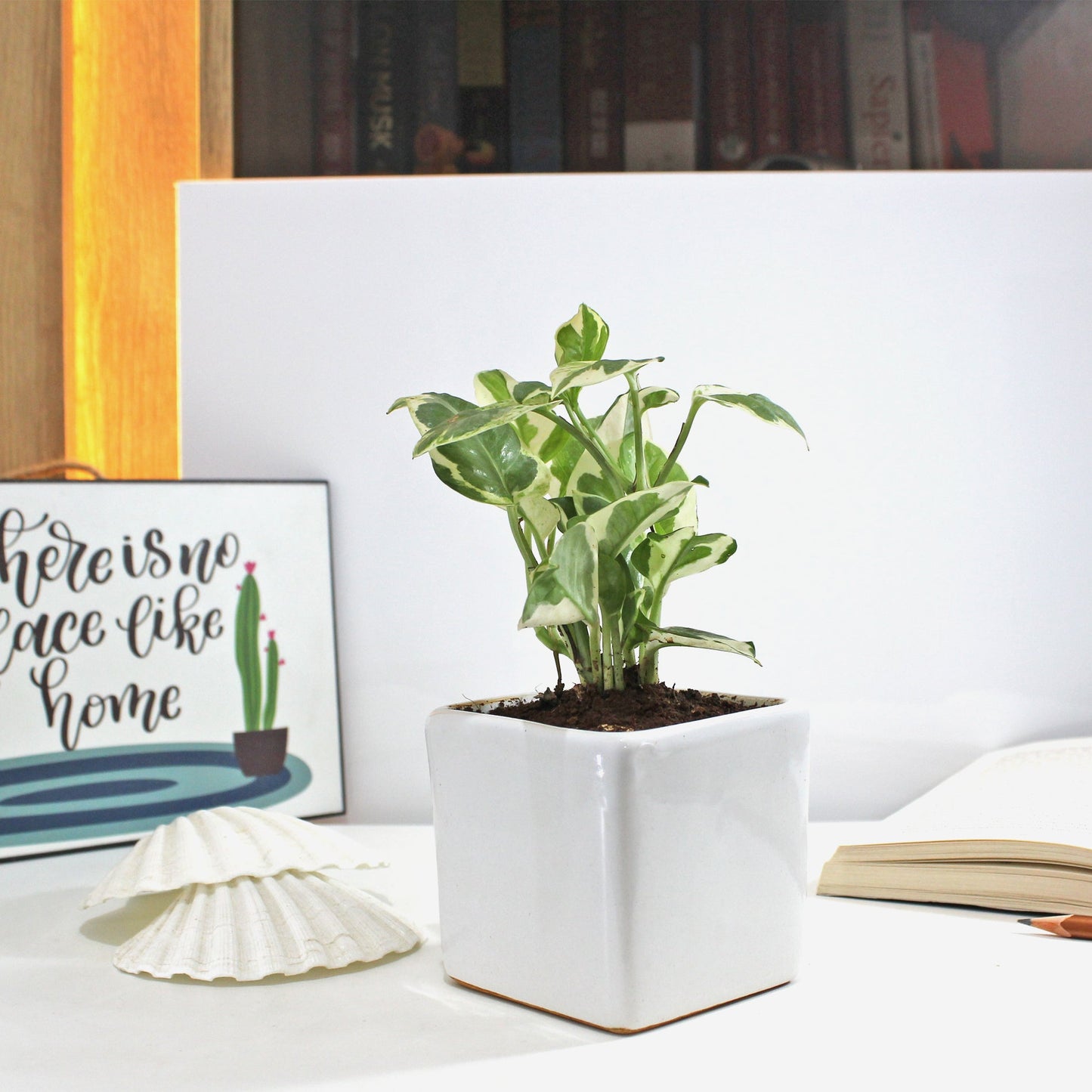 Rolling Nature Njoy Money Plant Air Purifying Good Luck Indoor Live Plant in White Square Glacier Ceramic Pot