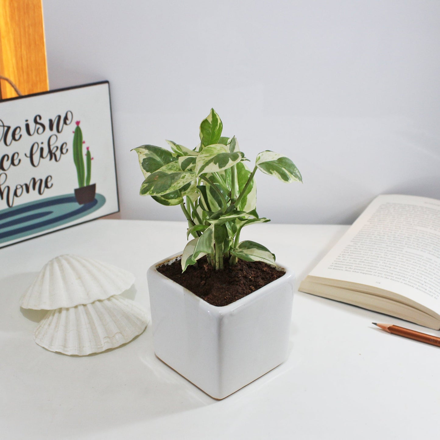 Rolling Nature Njoy Money Plant Air Purifying Good Luck Indoor Live Plant in White Square Glacier Ceramic Pot
