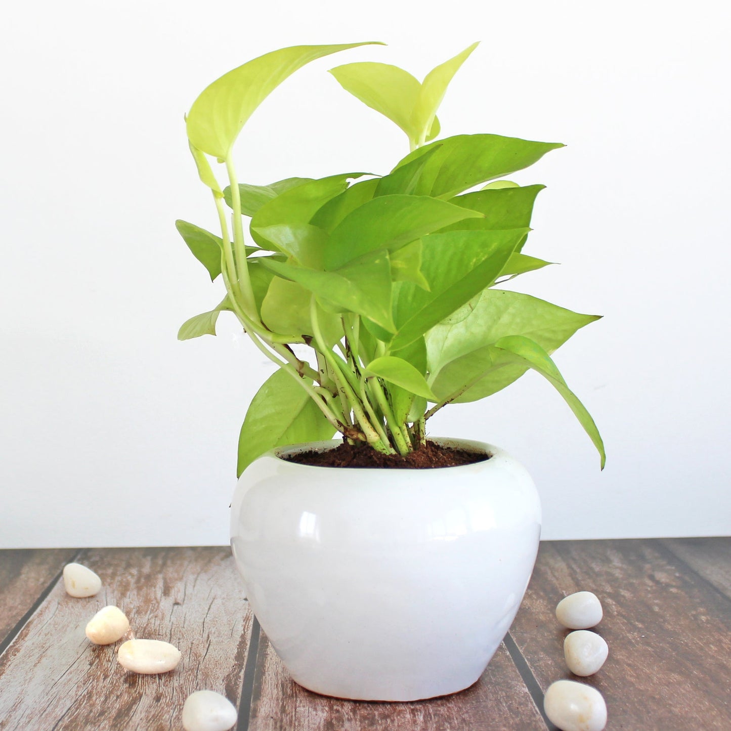 Rolling Nature Air Purifying Live Indoor Golden Pothos Plant in White Apple Glacier Ceramic Pot