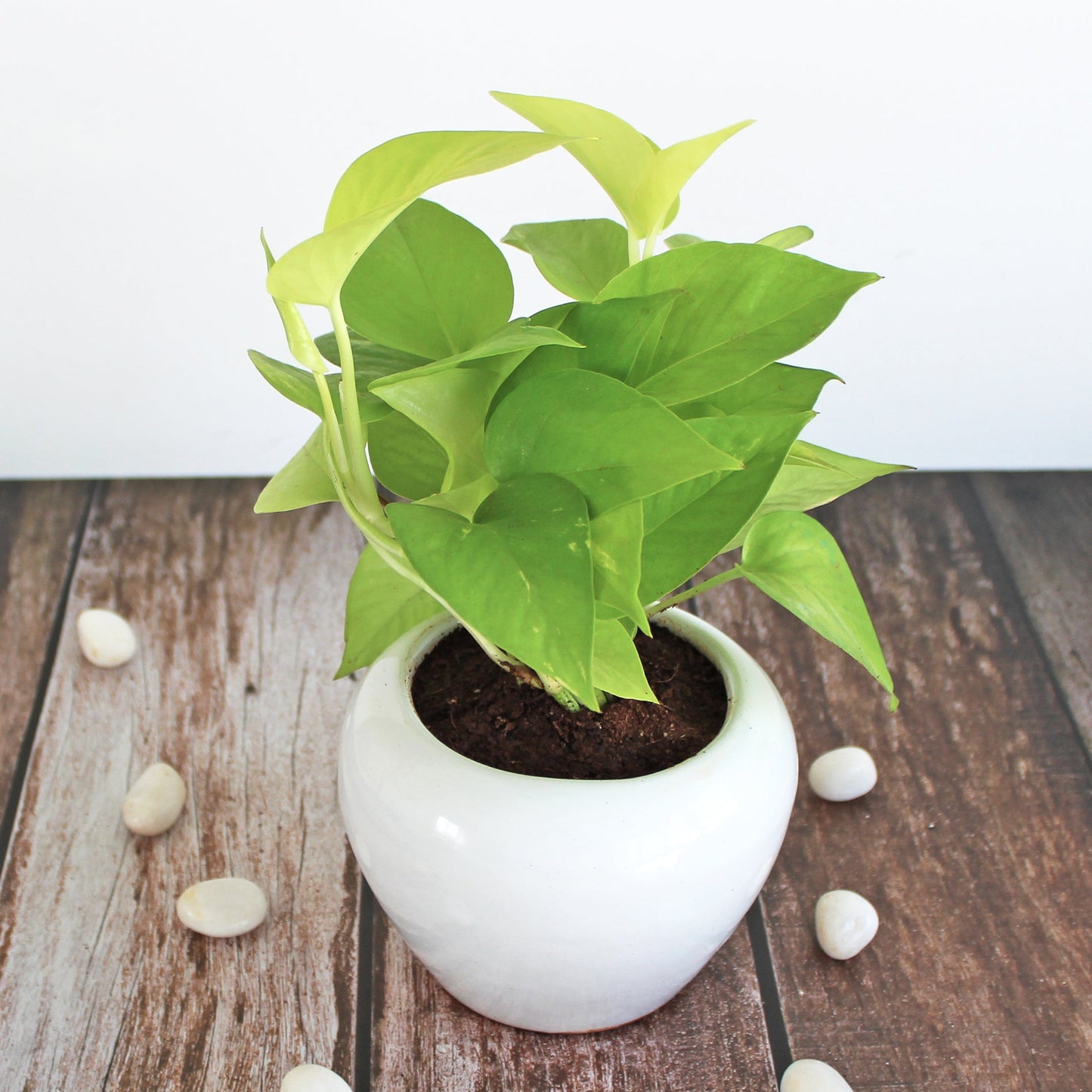 Rolling Nature Air Purifying Live Indoor Golden Pothos Plant in White Apple Glacier Ceramic Pot