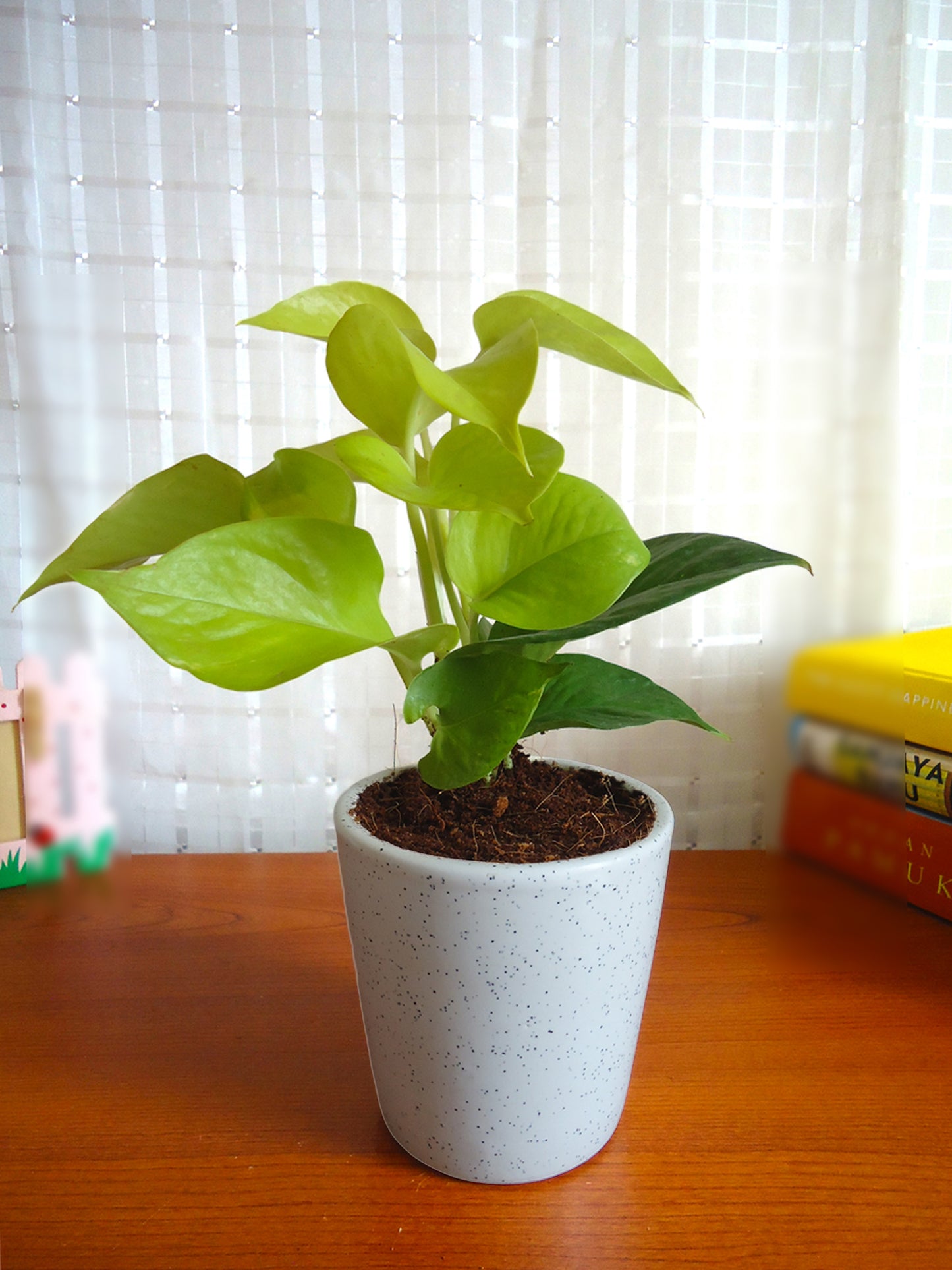 Good Luck Golden Money Plant in White Bucket Dew Ceramic Pot
